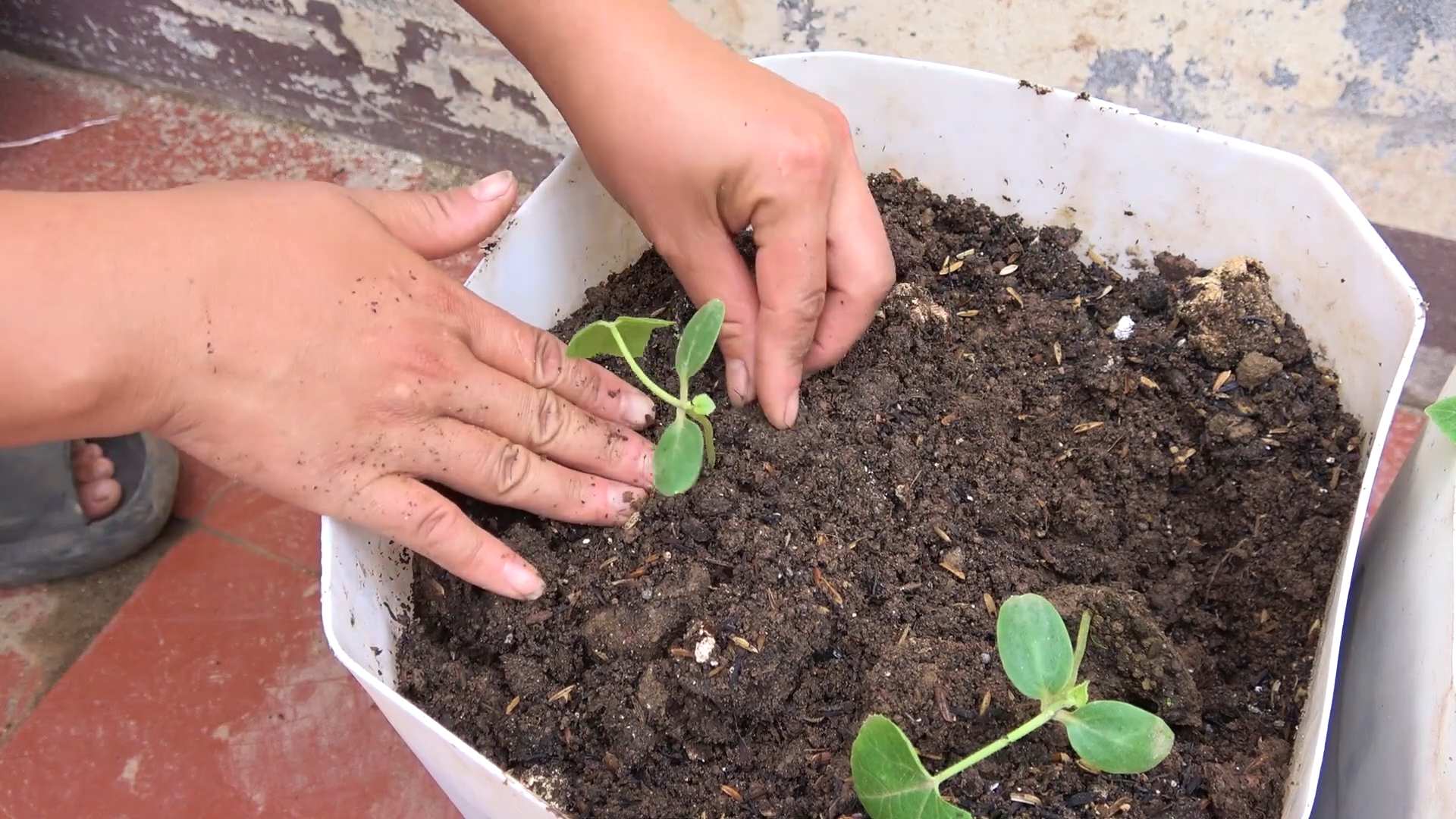 Wandmelonen anbauen