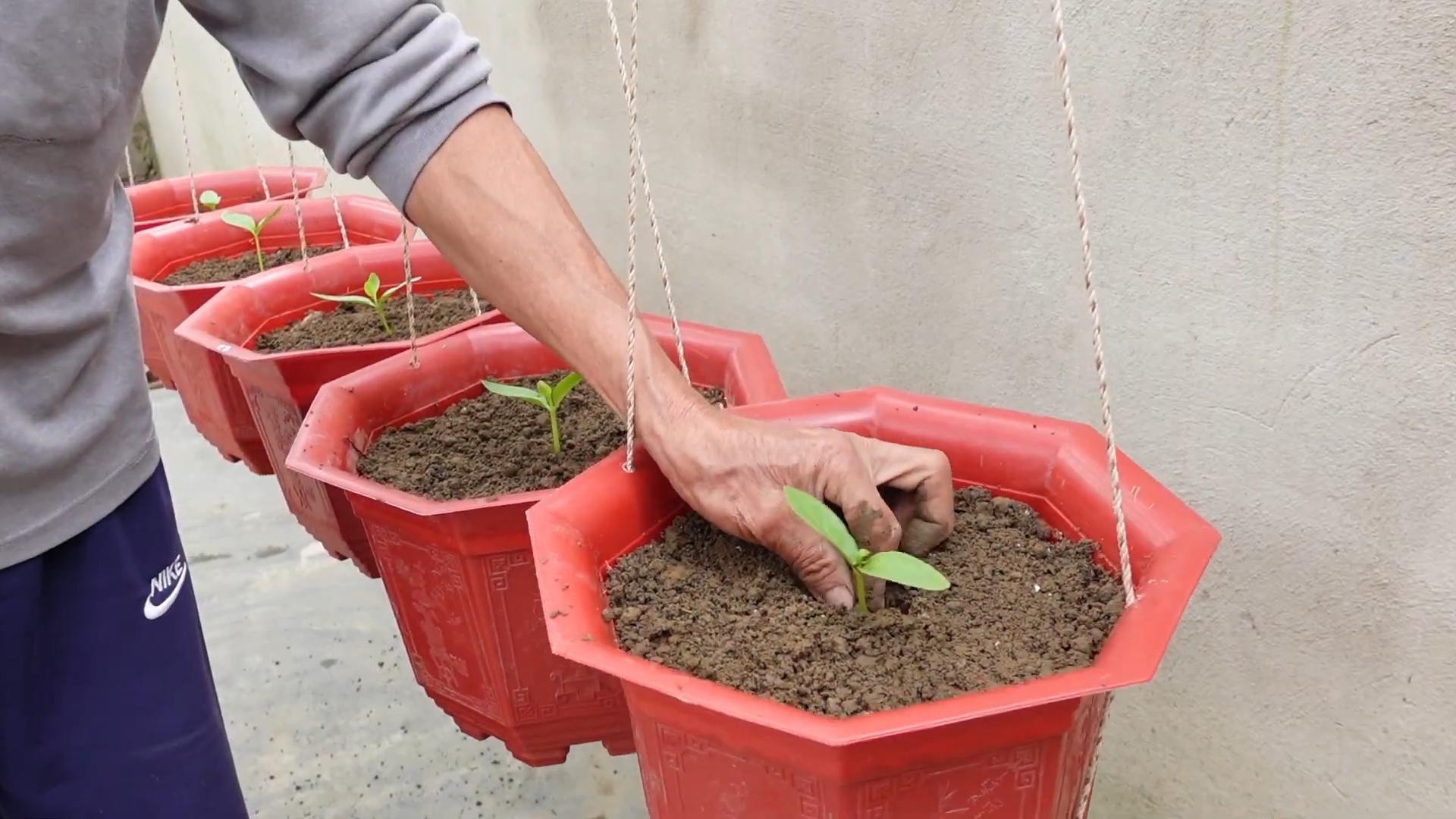 Spinat anbauen ohne Garten