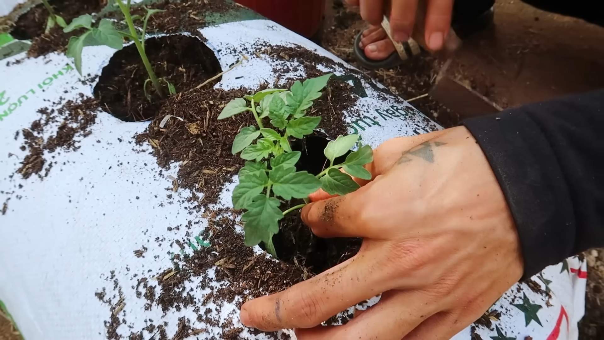 Tomaten Ernte leicht gemacht