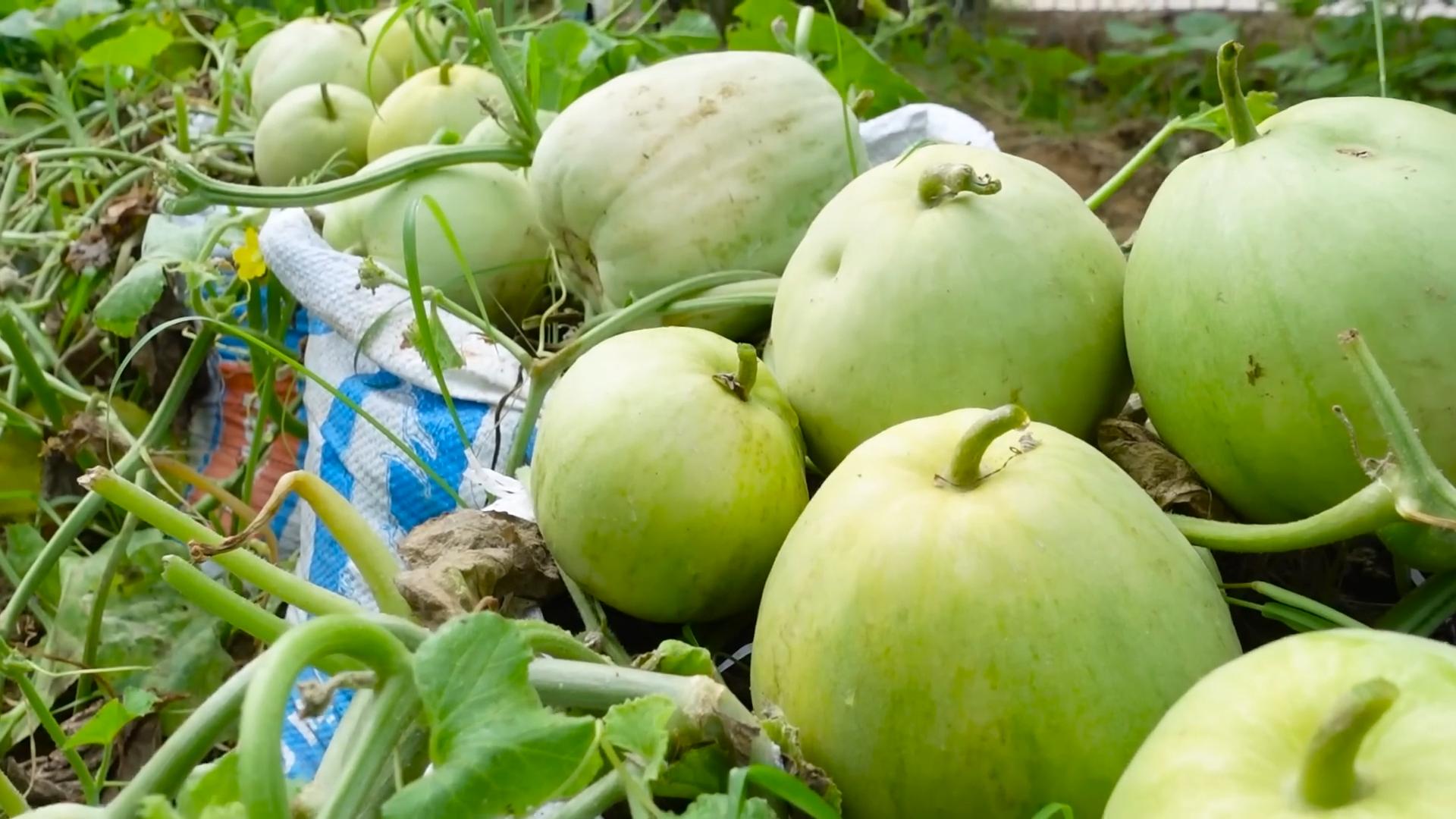 Melonen im Sack anbauen