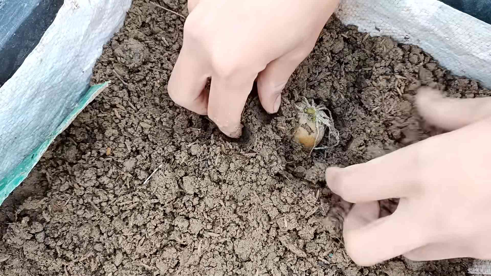 Kartoffeln auf dem Balkon anbauen