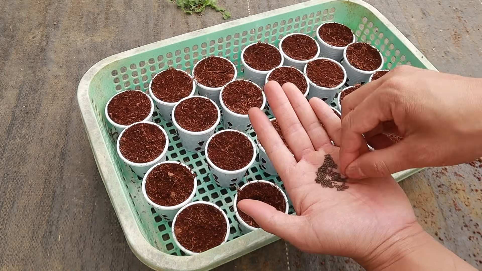 Hydroponik Garten Einfach Selber Machen