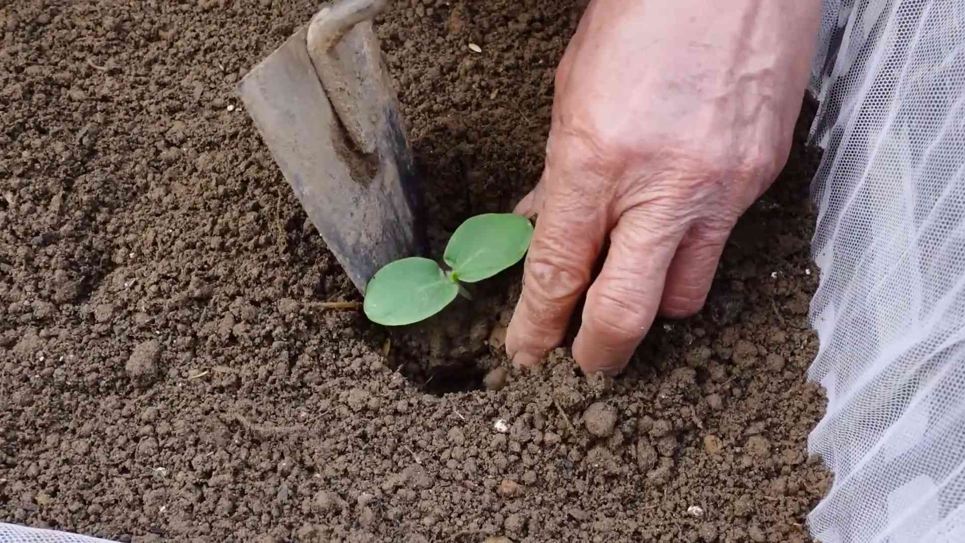 Flaschenkürbis einfach anbauen