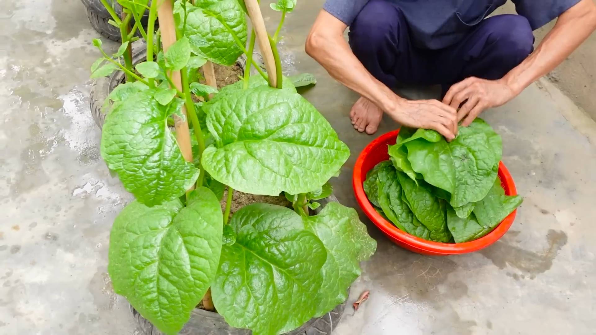 Gemüsegarten aus alten Reifen