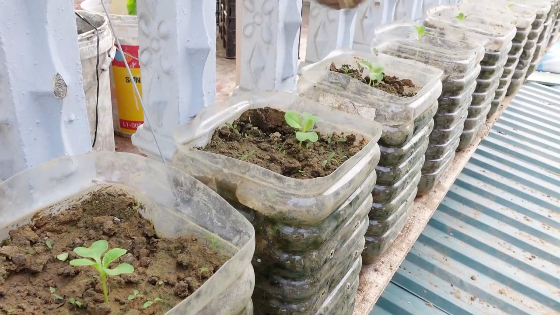 Bok Choy Anbau Zuhause