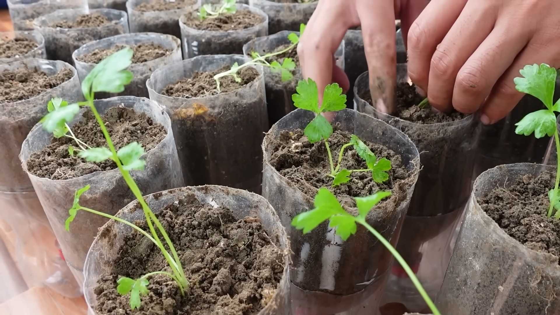 Sellerie anbauen Plastikflaschen