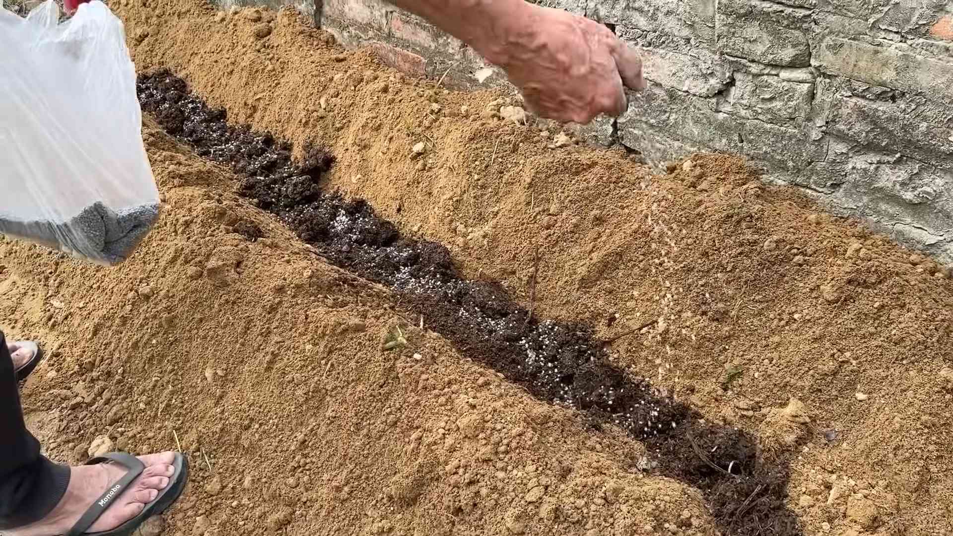 Süßkartoffeln anbauen zu Hause