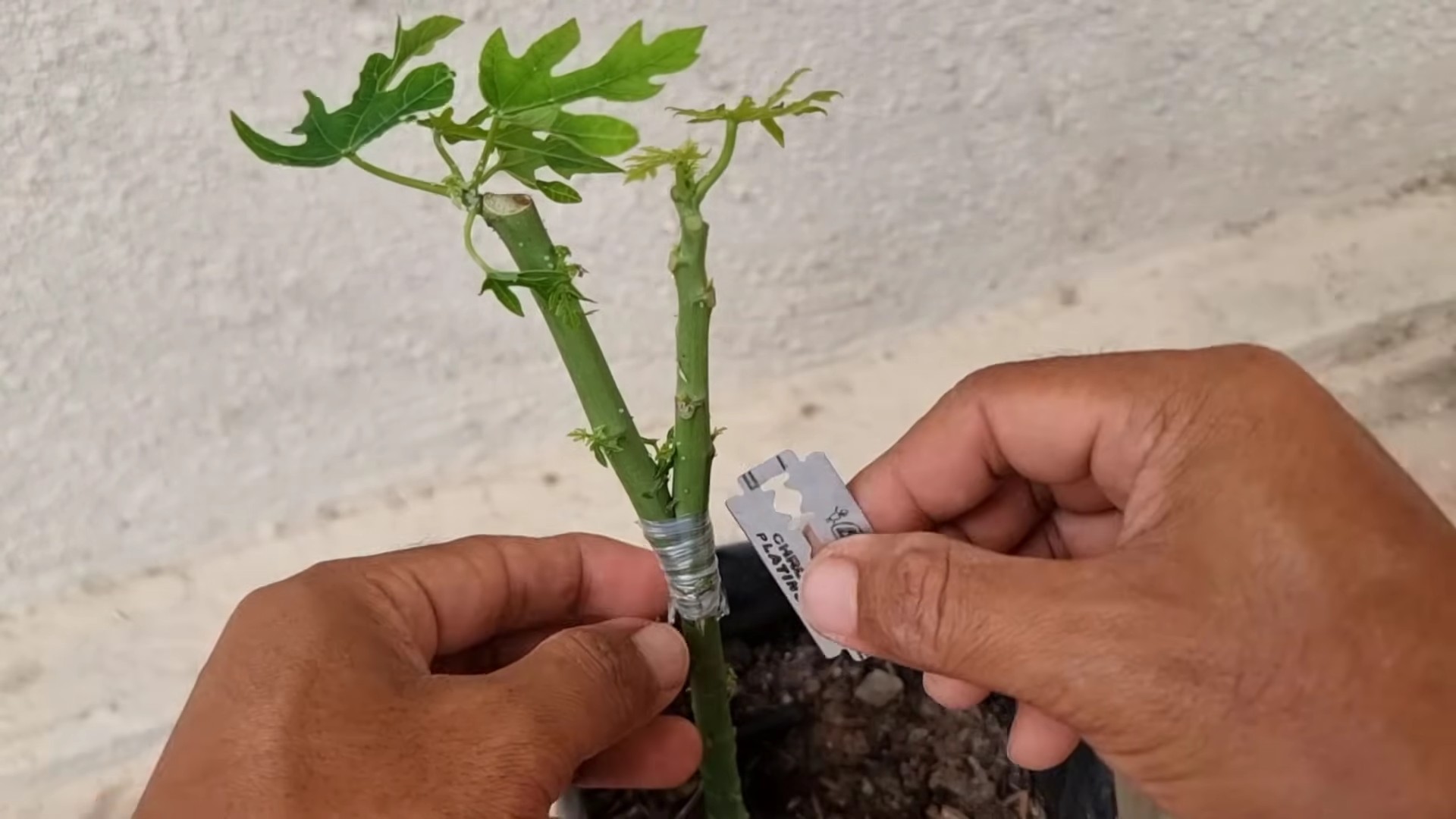 Papaya Anbau und Pflege