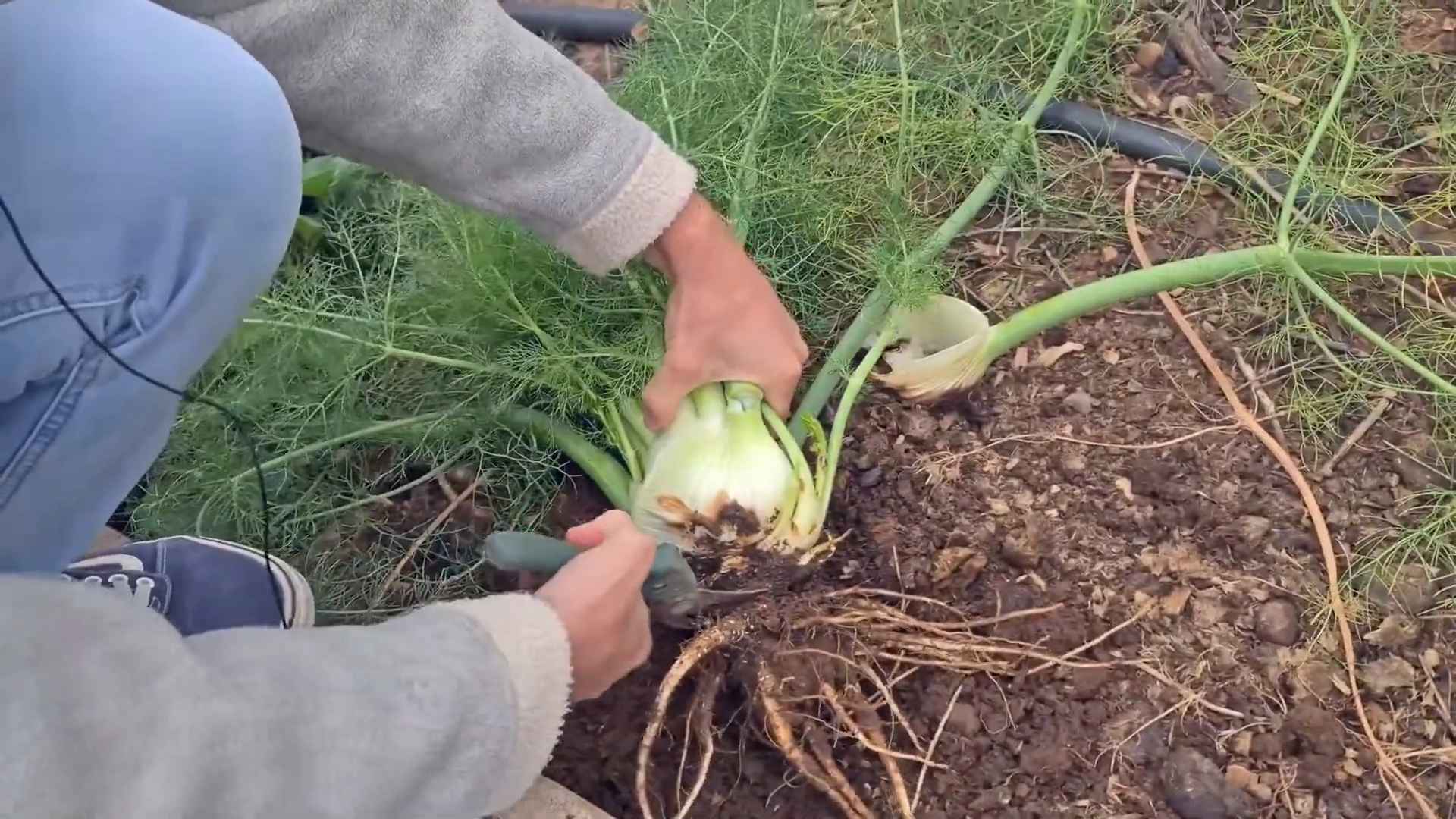 Fenchel anbauen Tipps