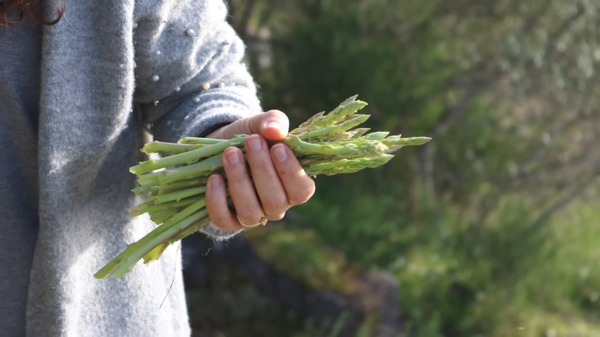 Spargel anbauen zu Hause