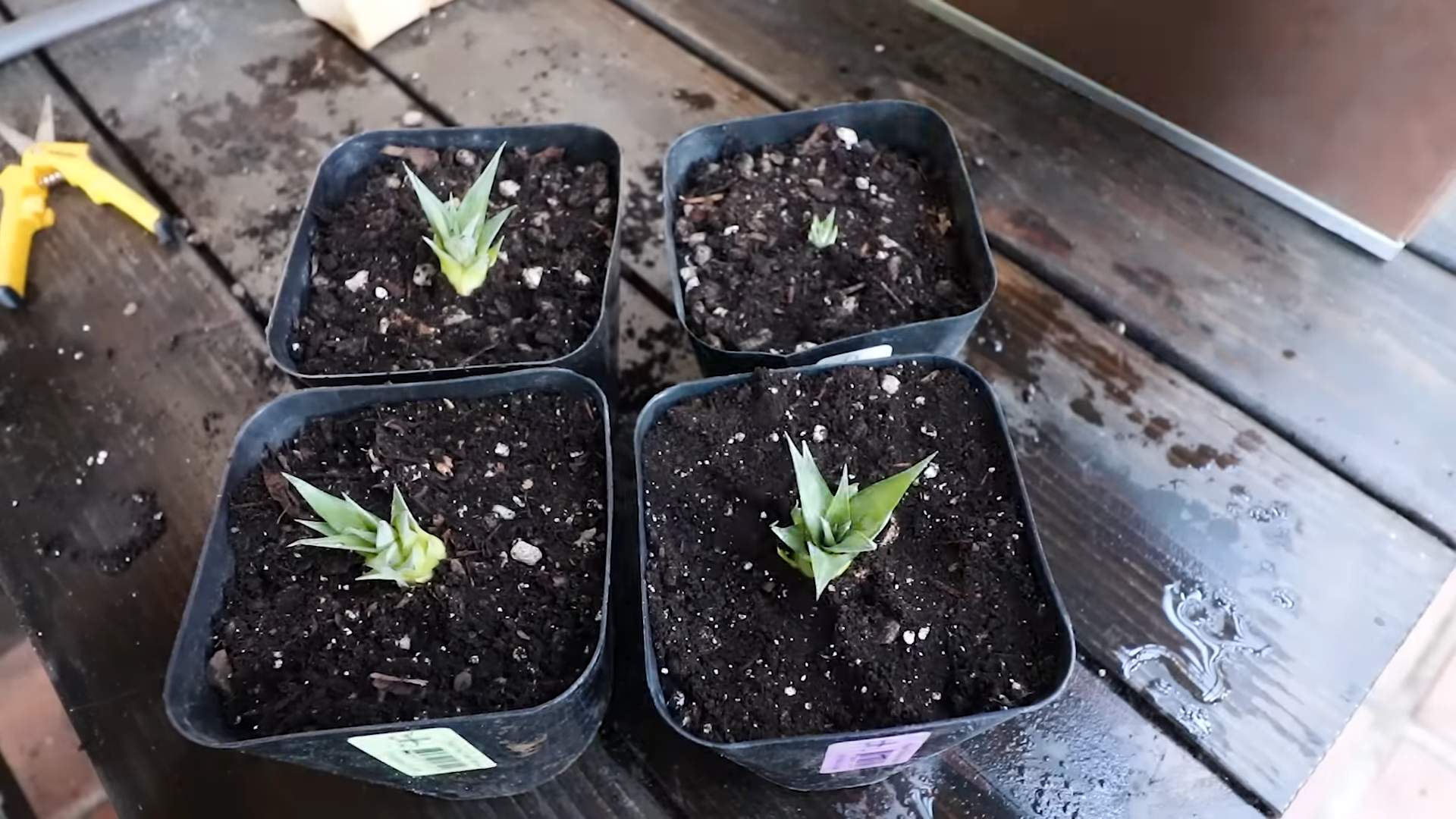 Ananas zu Hause anbauen
