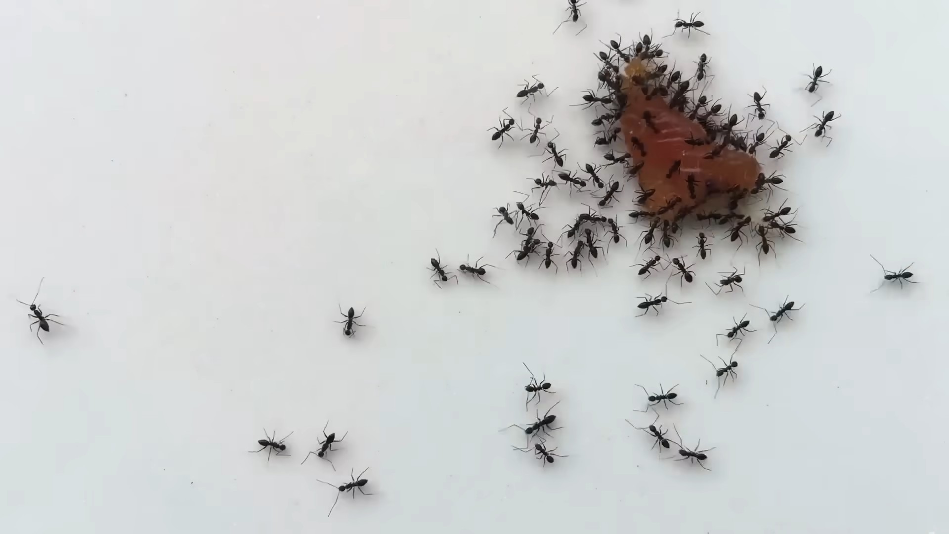 Natürliche Schädlingsbekämpfung Backpulver