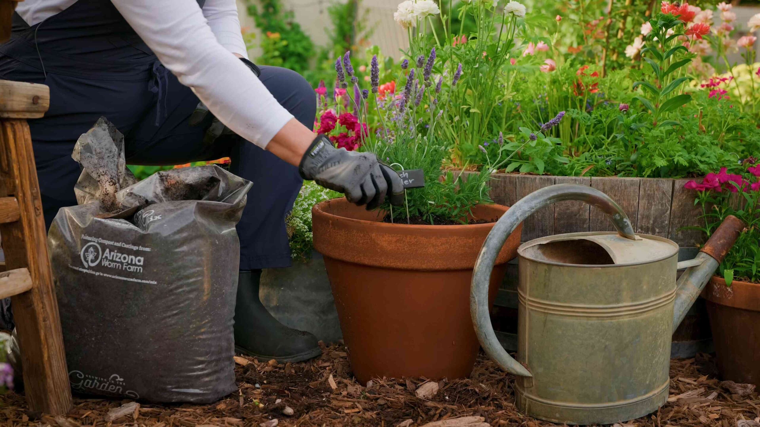 Lavendel Pflege Anleitung