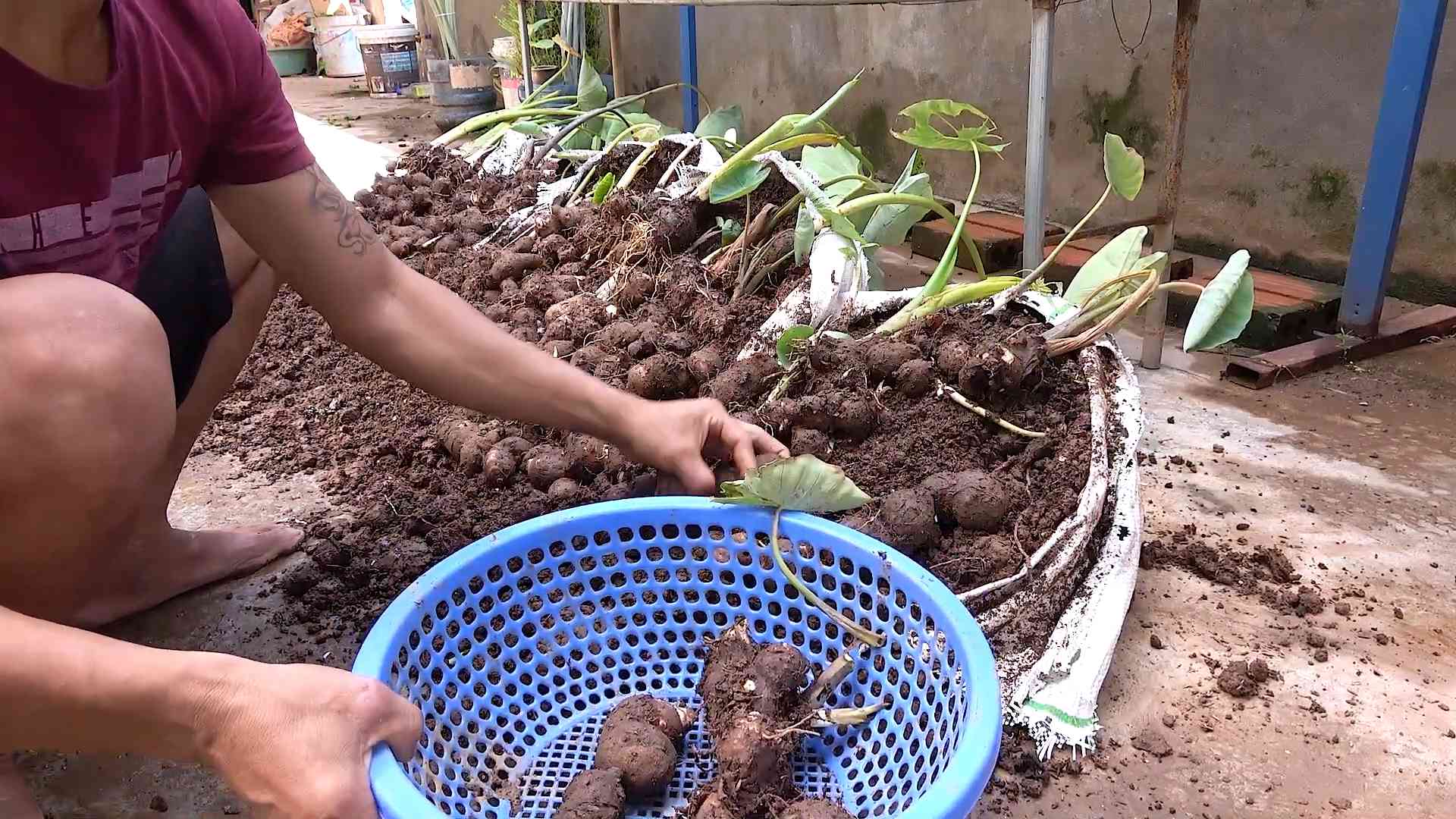 Taro Anbau Tipps Zuhause