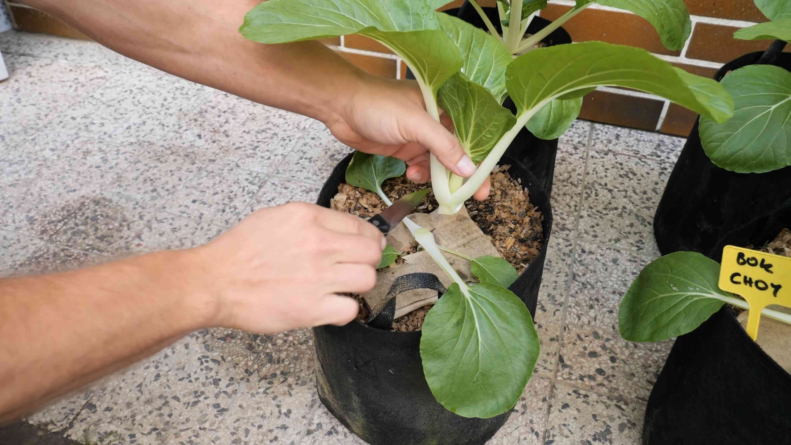 Bok Choy Anbau Anleitung
