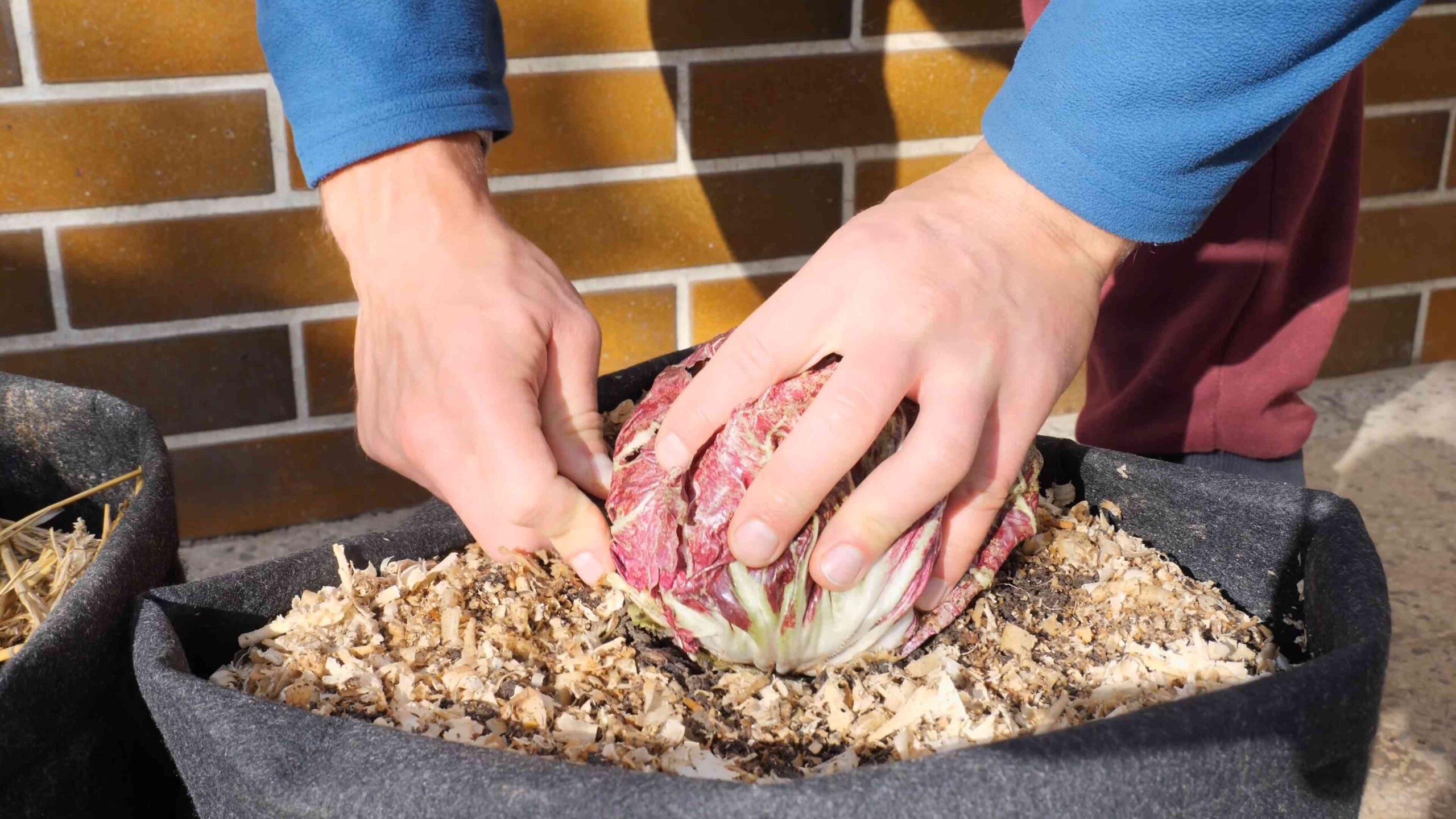 Radicchio Anbau im eigenen Garten