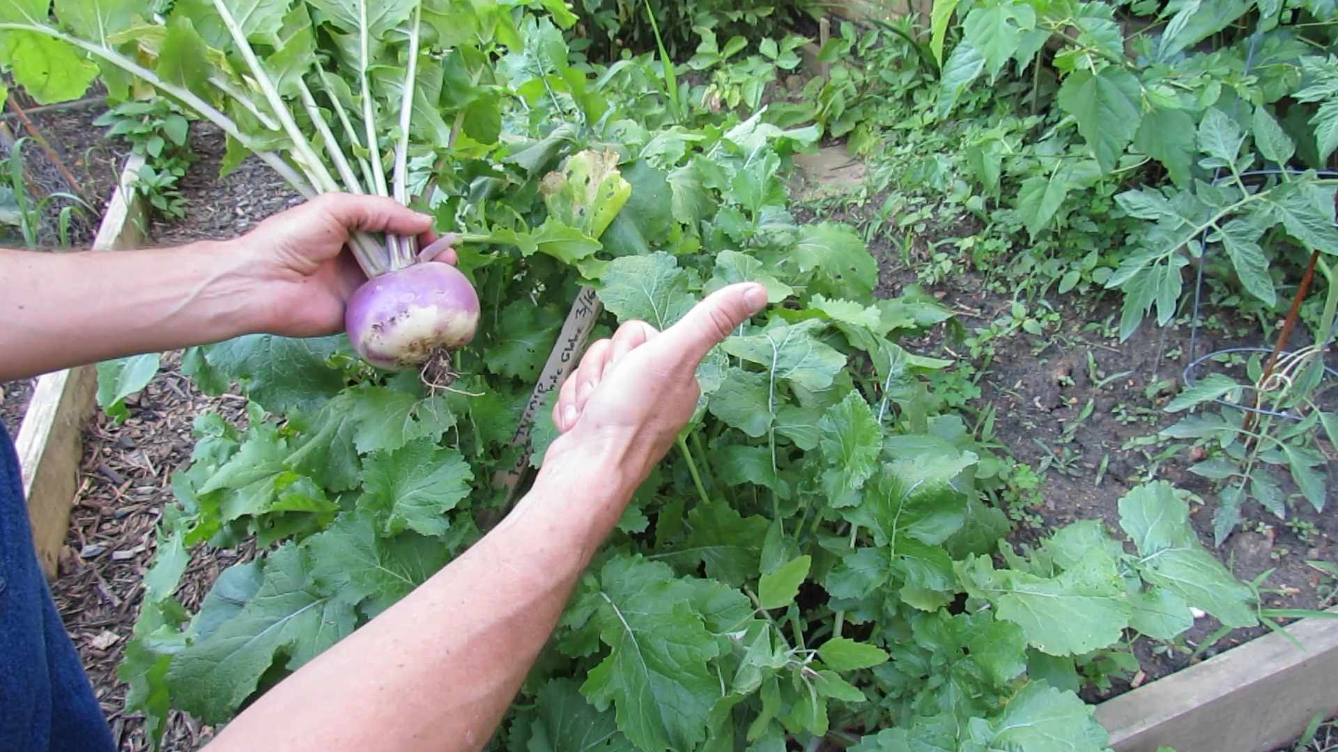 Radieschen Anbau Tipps