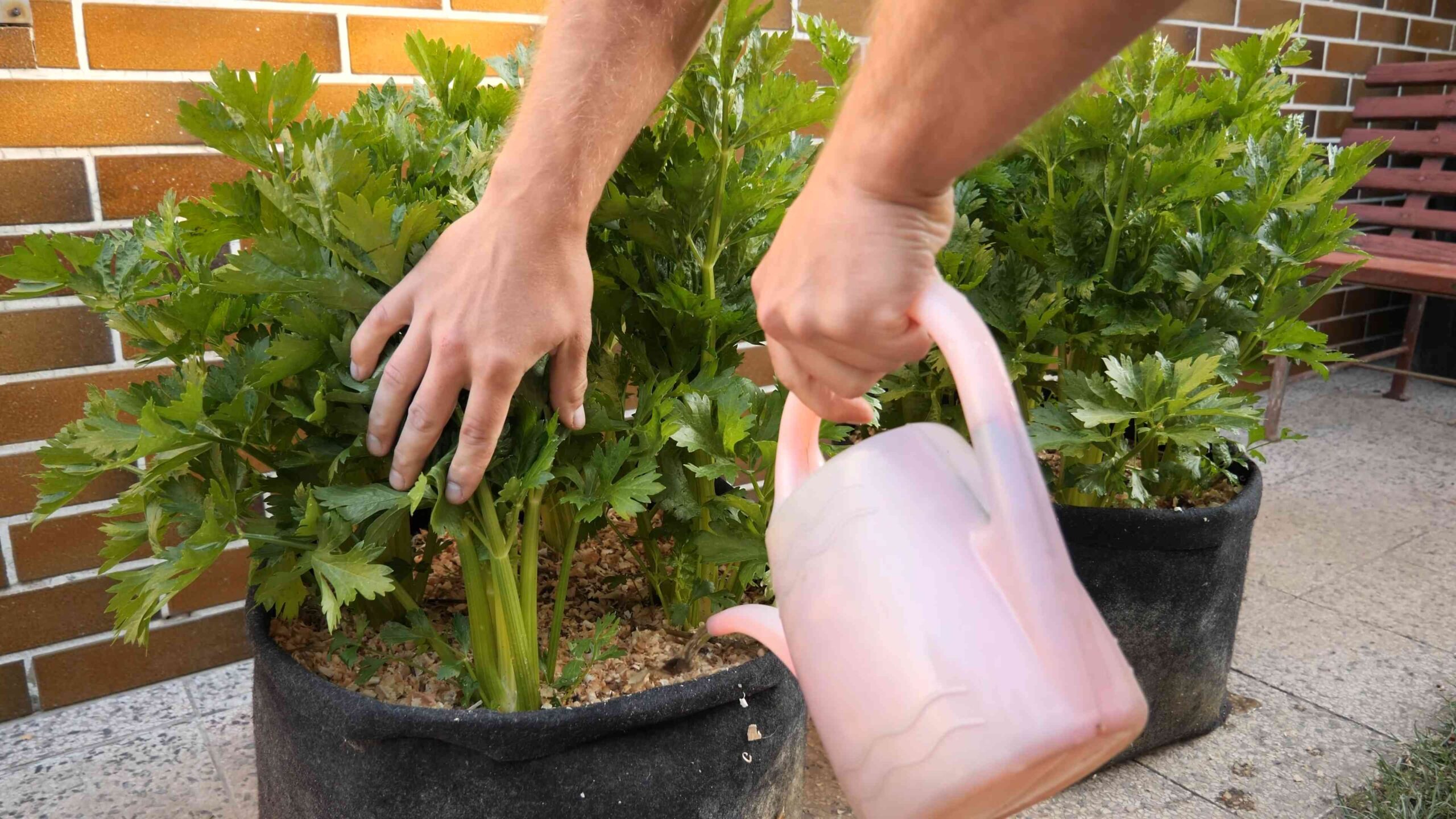 Sellerie anbauen im Garten