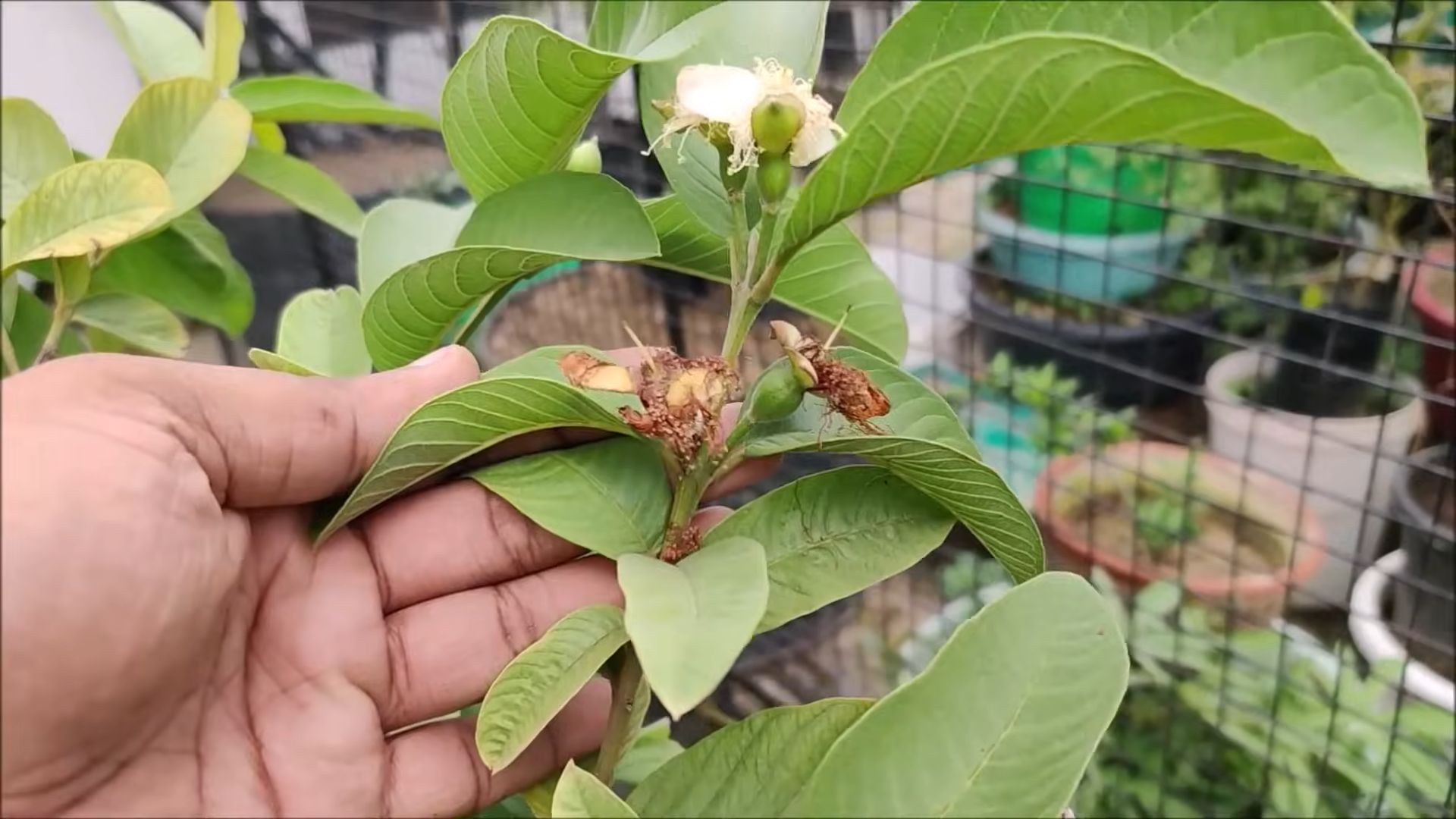 Guave anbauen im Garten