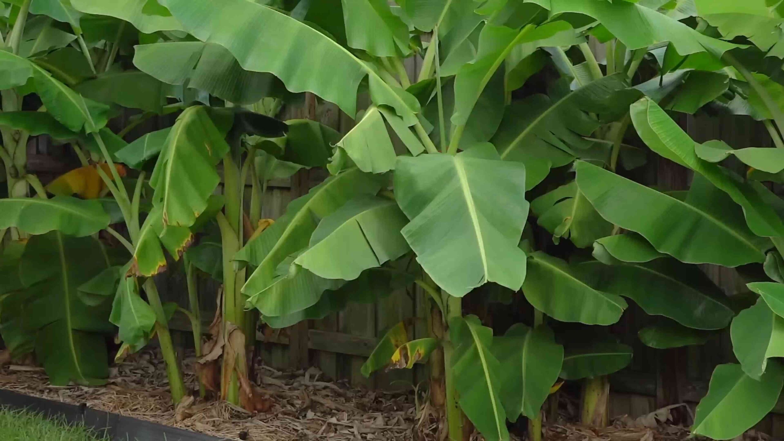 Bananen im Garten anbauen