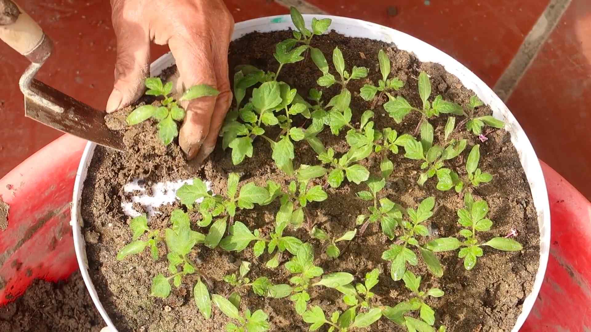 Tomaten selber anbauen