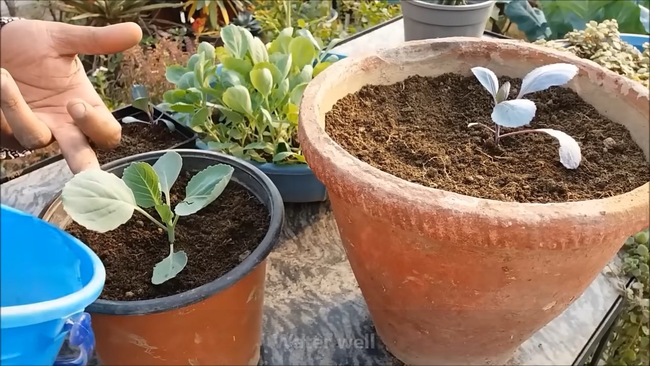 Blumenkohl Anbauen Einfache Anleitung