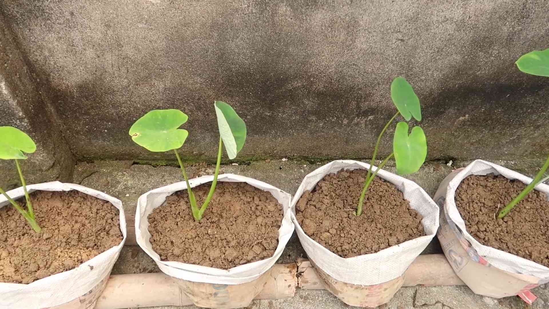 Riesen Alocasia Odora Züchten
