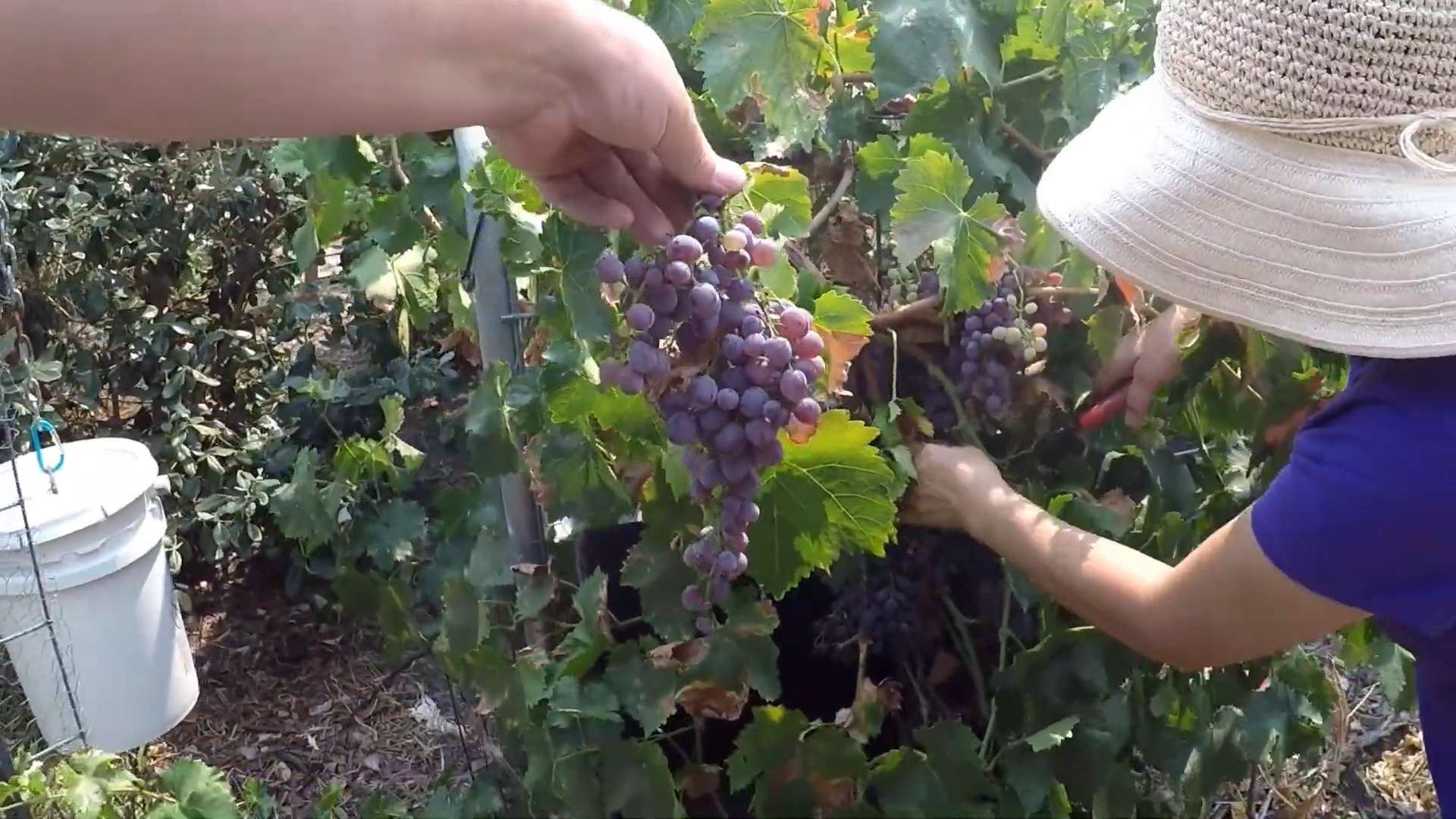 Weinreben im Garten anbauen