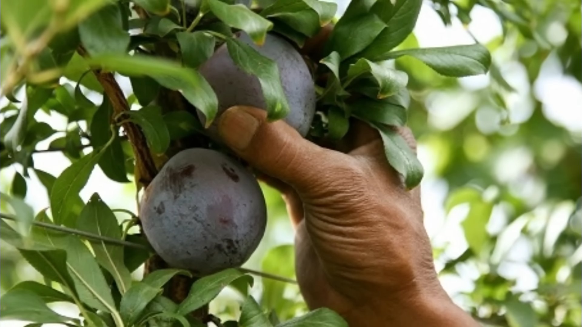 Pflaumenbaum pflanzen anleitung