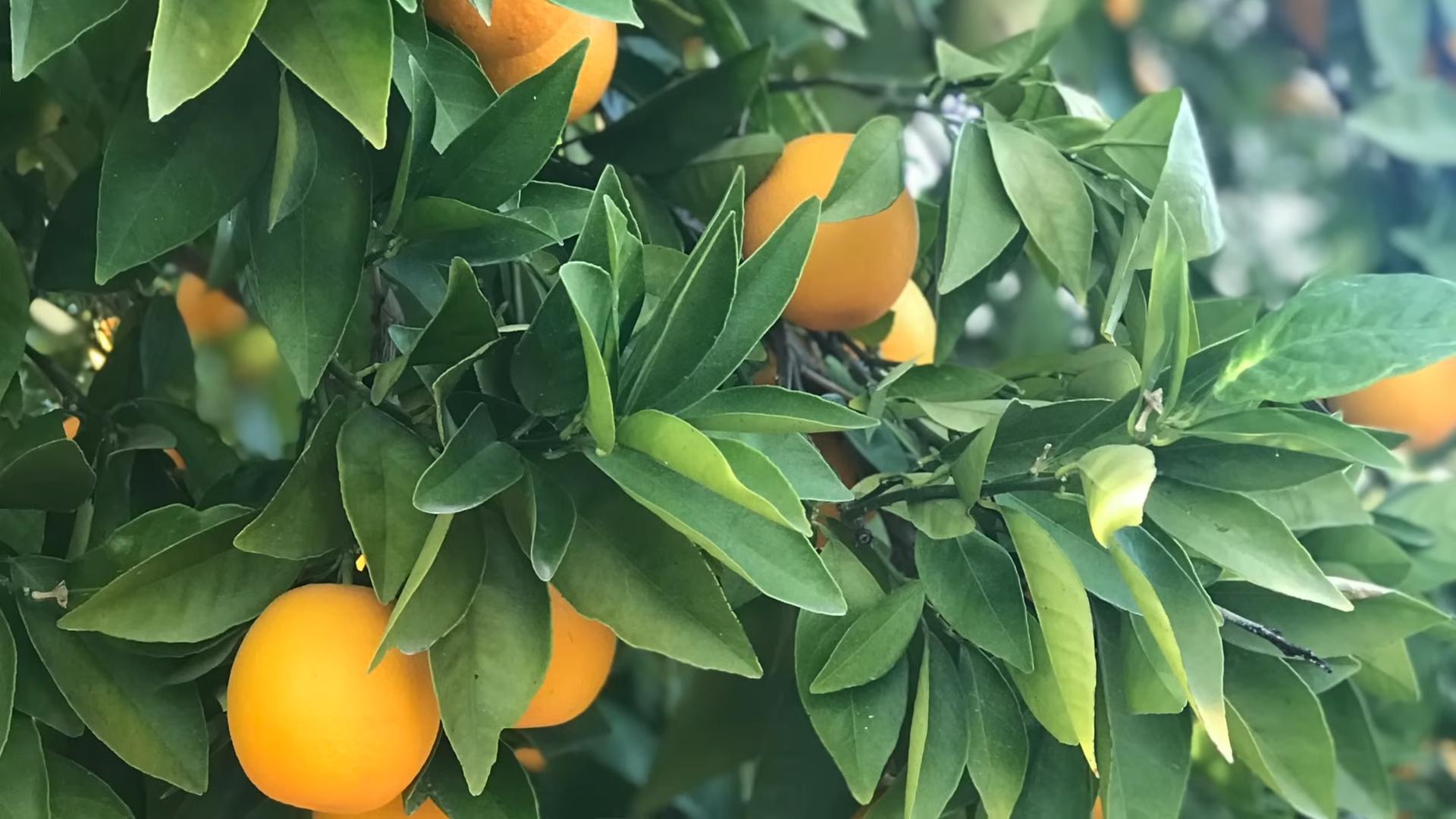 Zitrusfrüchte im Garten anbauen