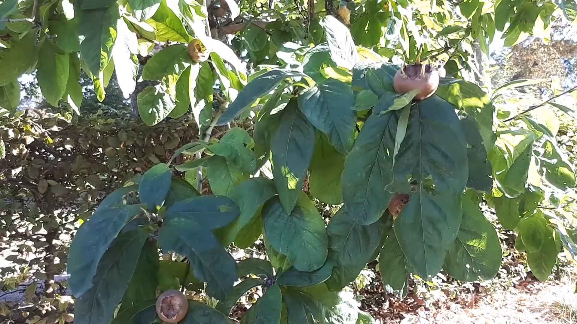 Mispelbaum zu Hause anbauen