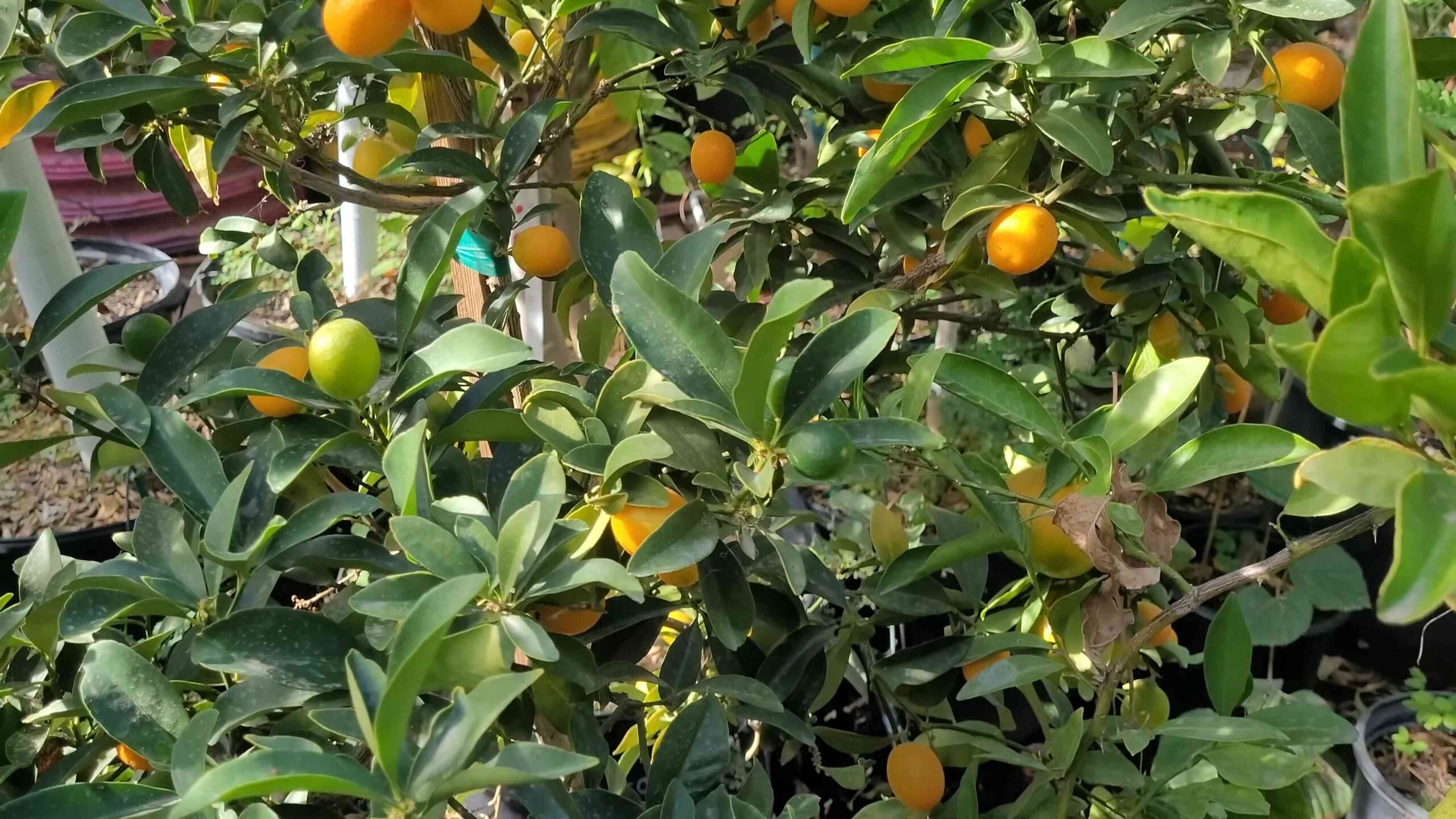 Zitrusfrüchte Anbauen Garten