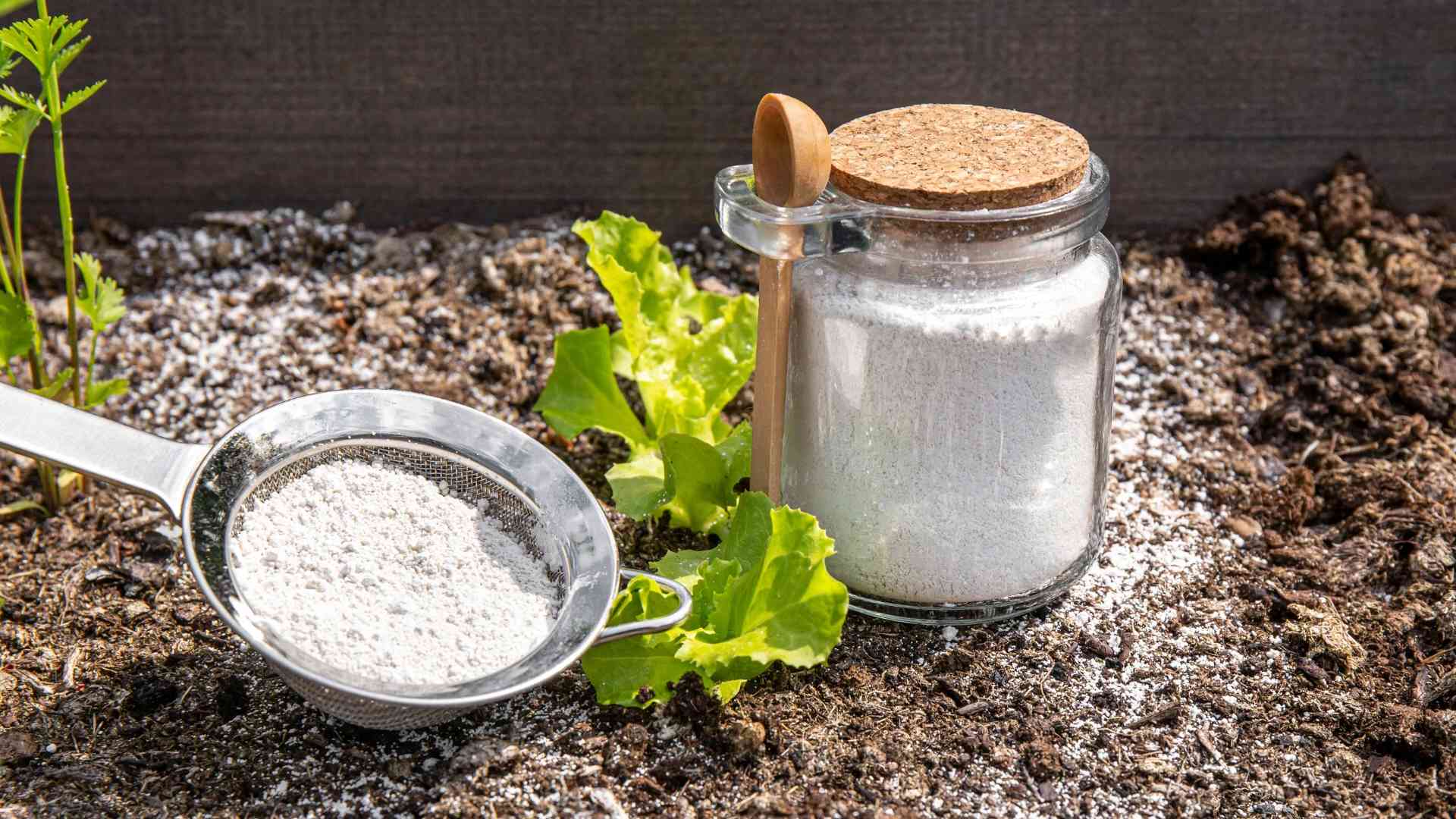 Schnecken bekämpfen ohne Chemie