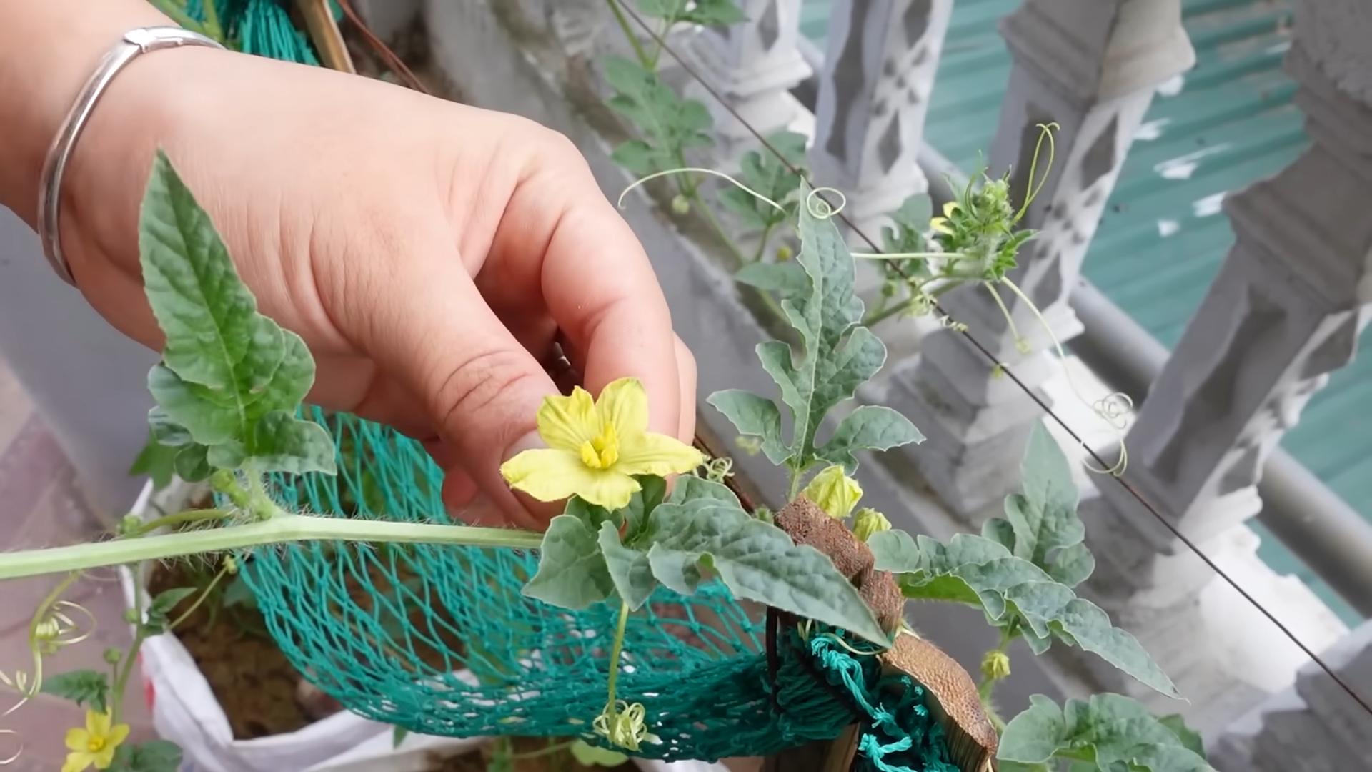 Wassermelone anbauen im Garten