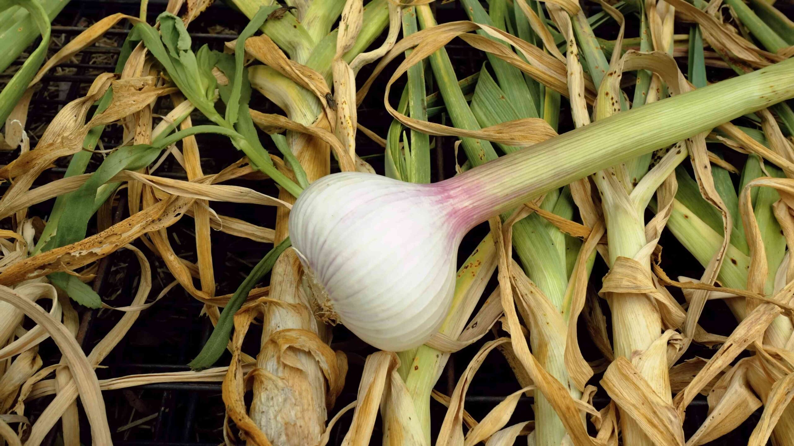 Knoblauch anbauen zu Hause