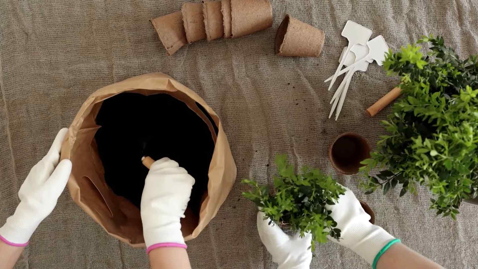 Minze zu Hause anbauen