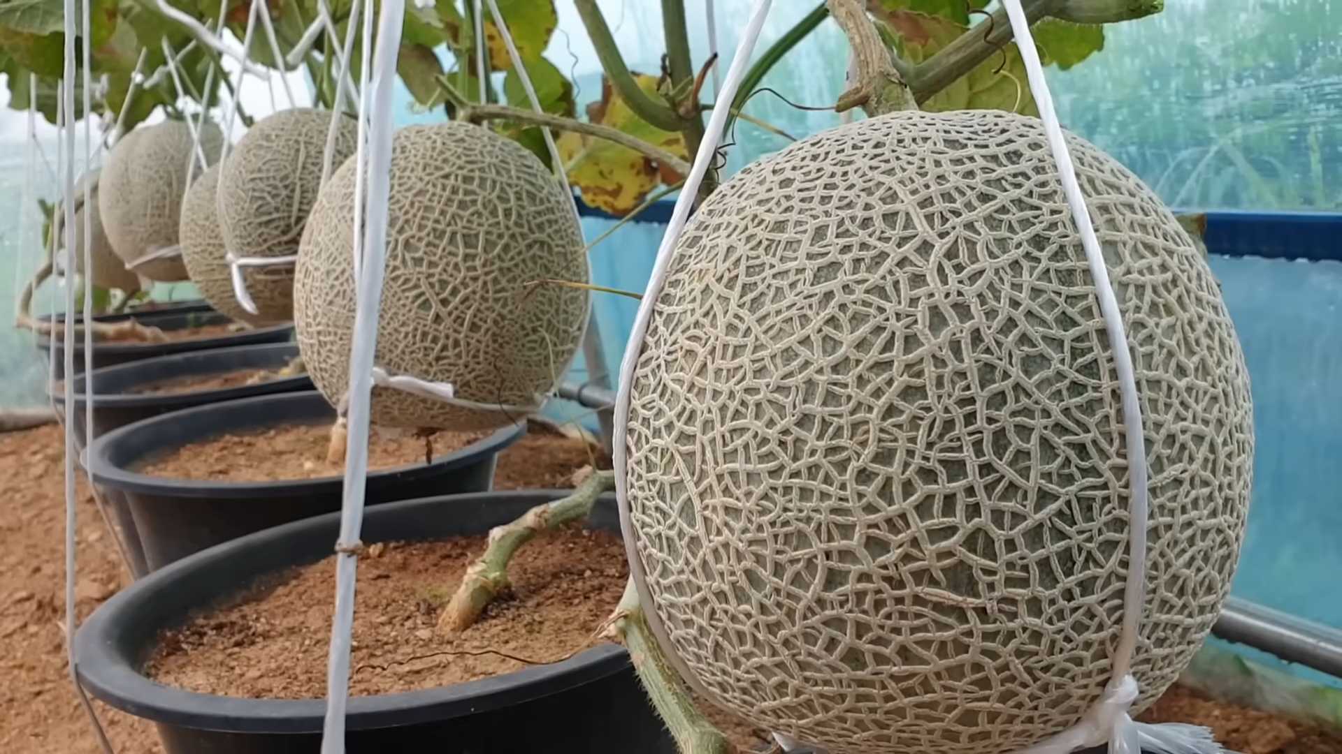 Cantaloupe Anbau zu Hause