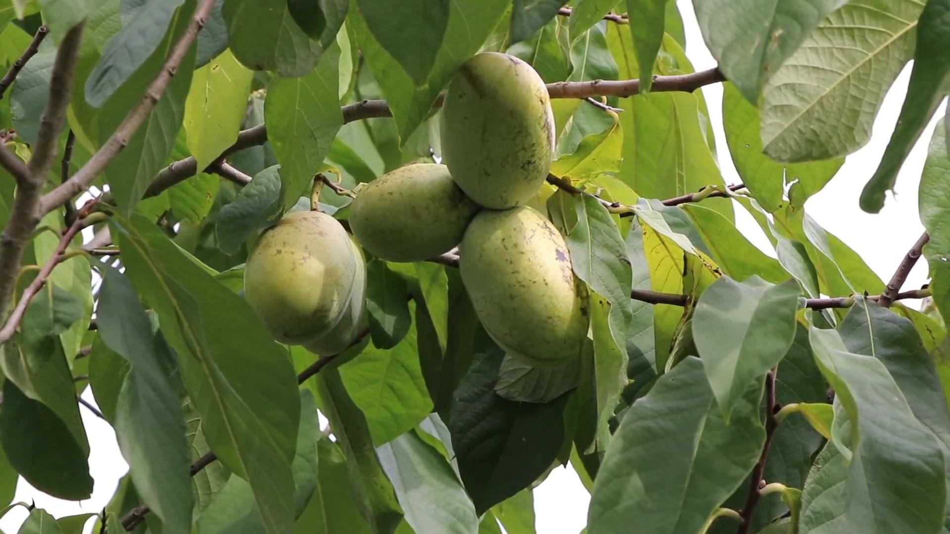 Pawpaw Bäume selbst anbauen