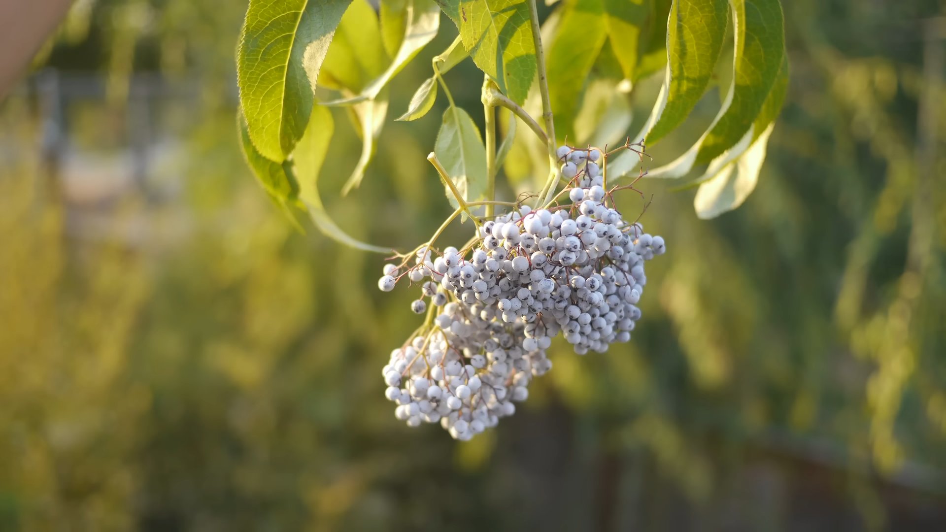 Holunderbeeren anbauen: Tipps