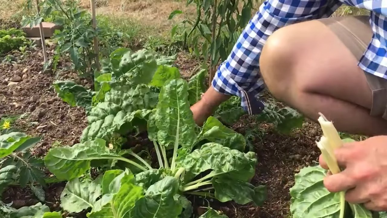 Chard selber anbauen