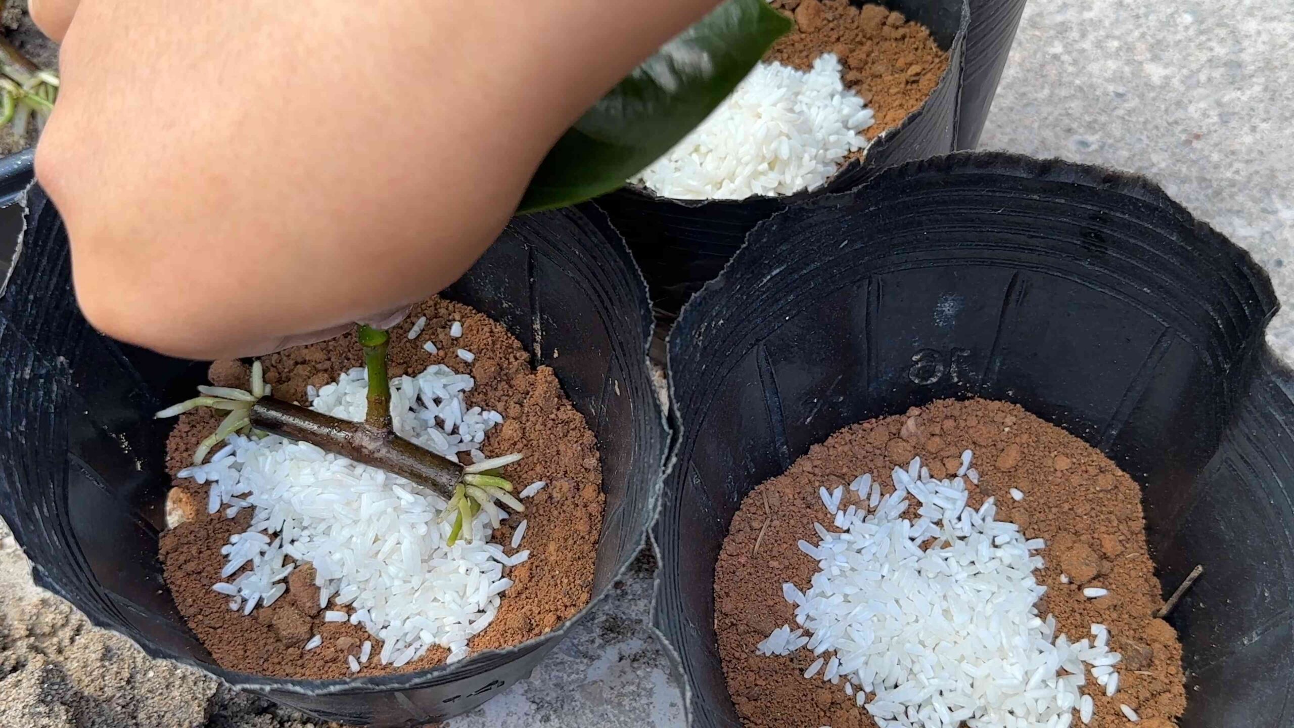 Jackfrucht Vermehrung mit Reiswasser