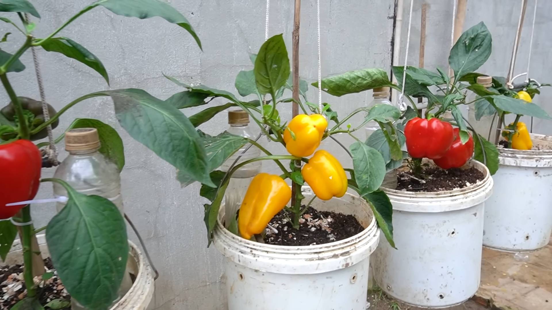 Paprika selber anbauen