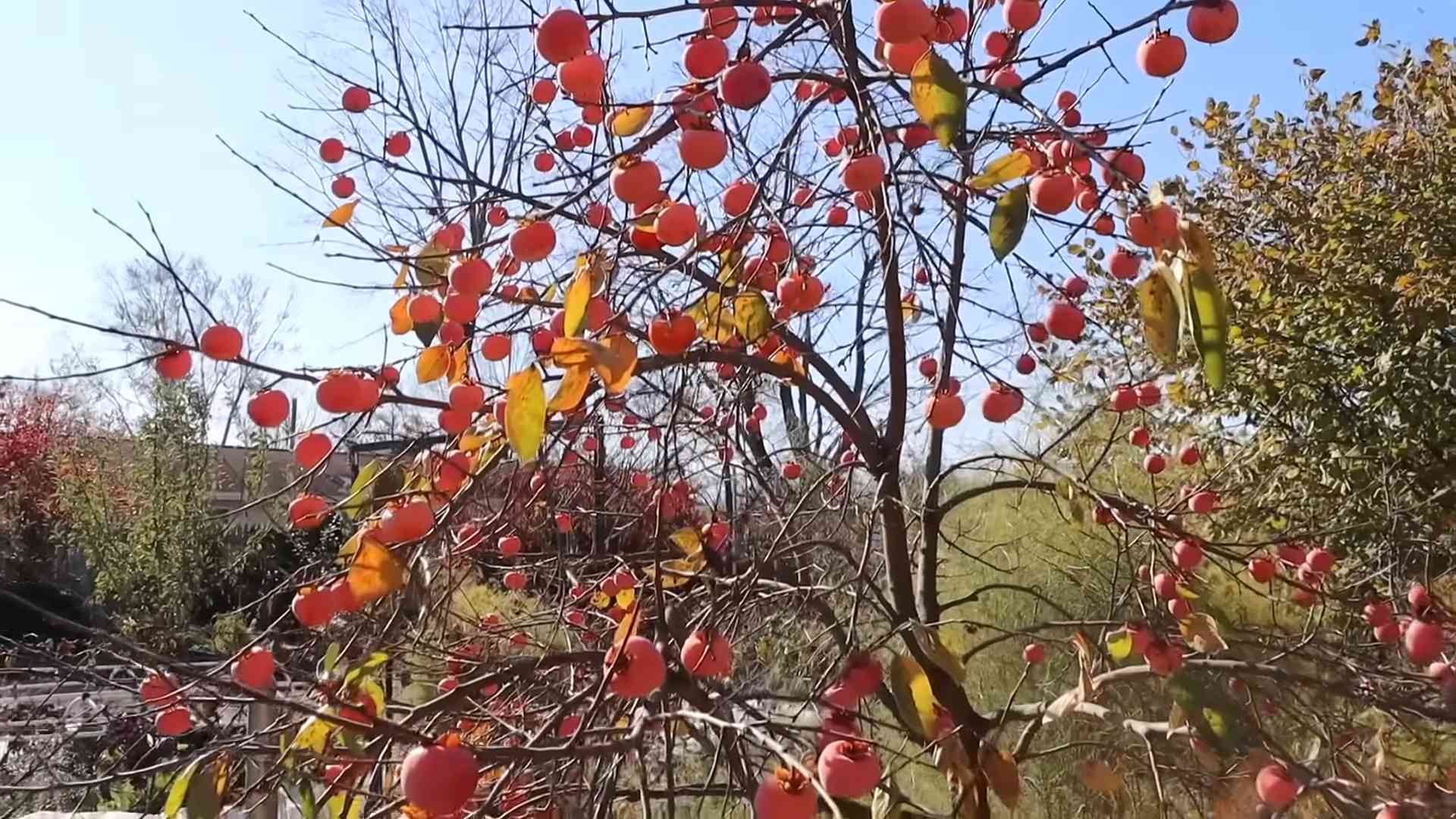 Kakis anbauen im Garten