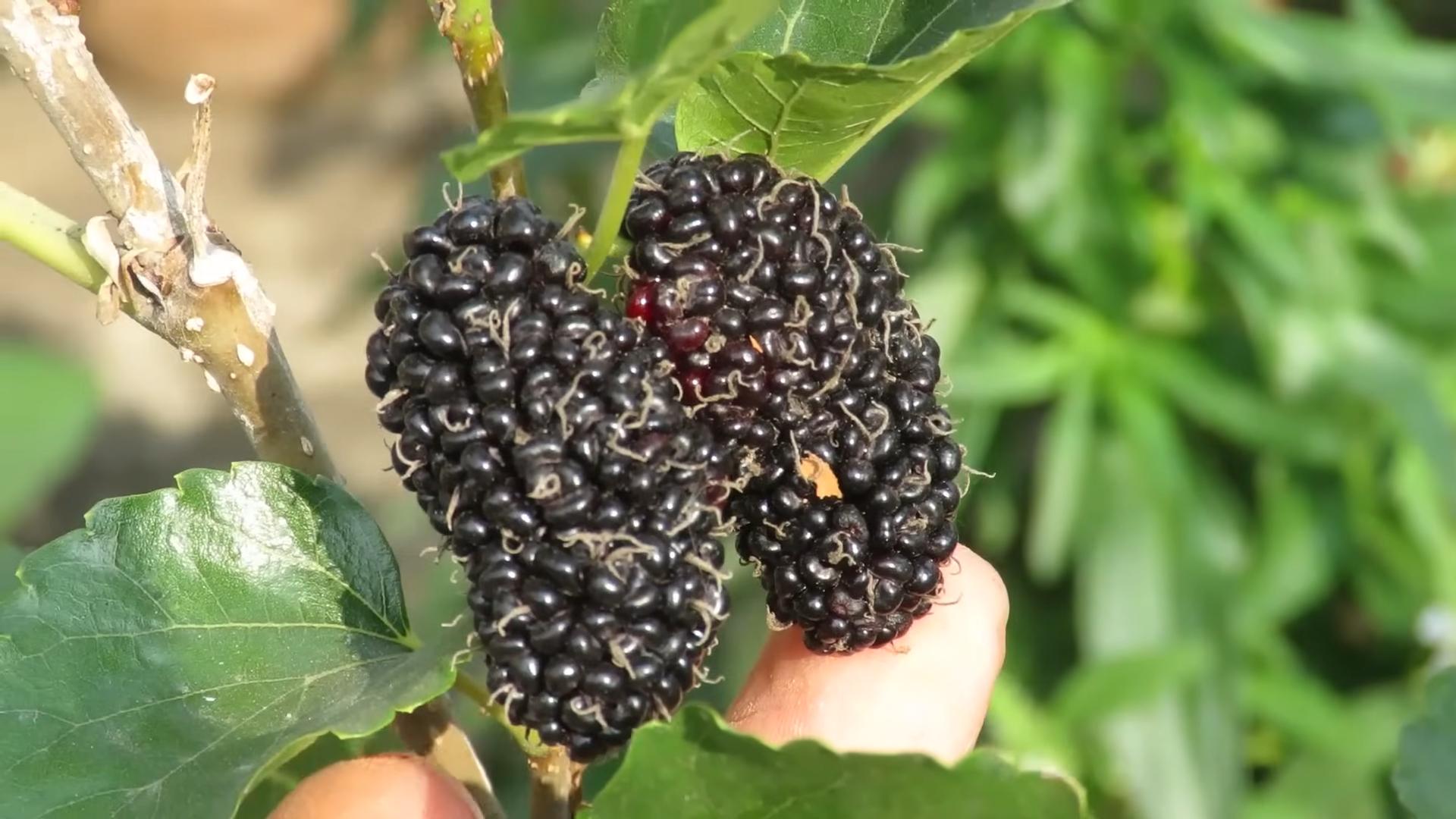 Maulbeeren im Garten anbauen