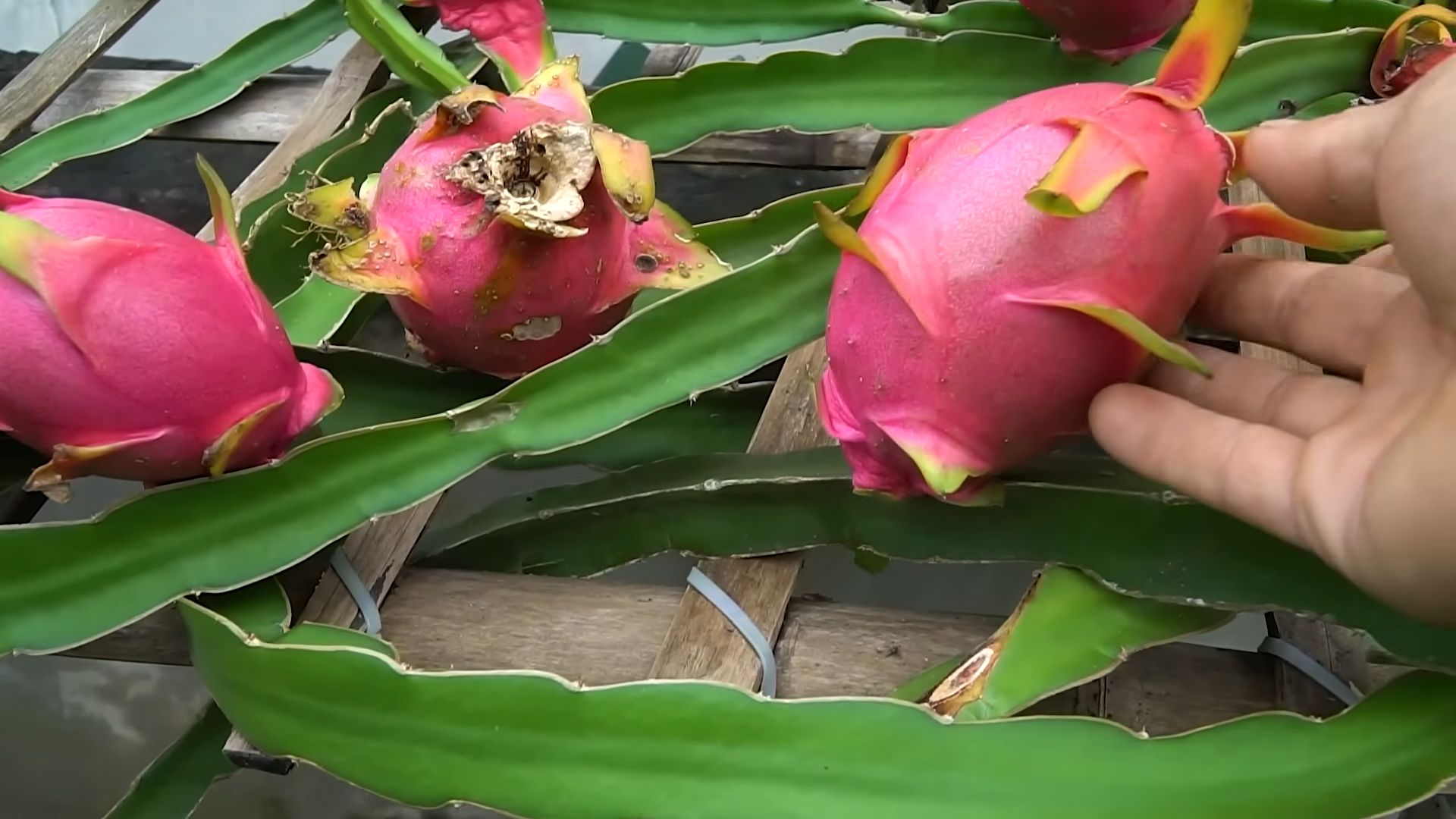 Drachenfrucht Anbau Einfache Anleitung