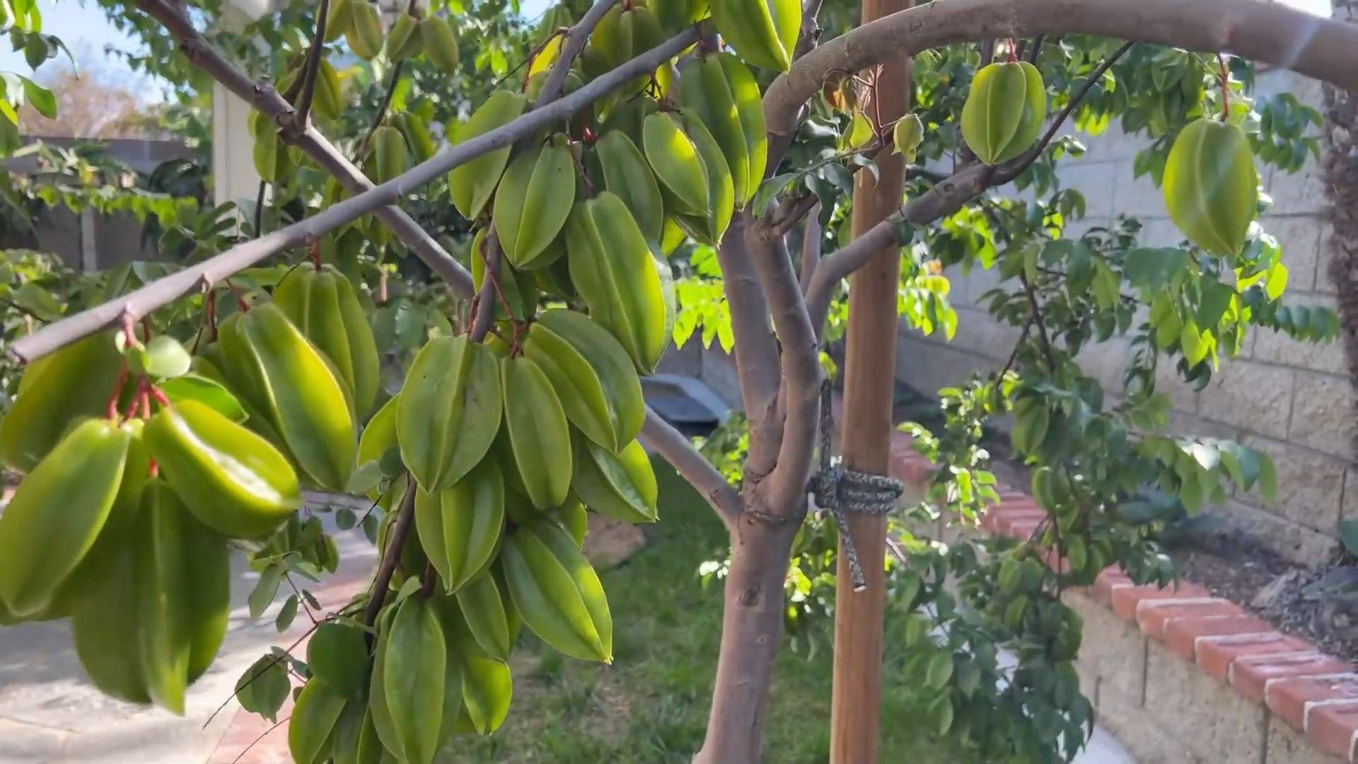 Sternfrucht Anbau im Garten