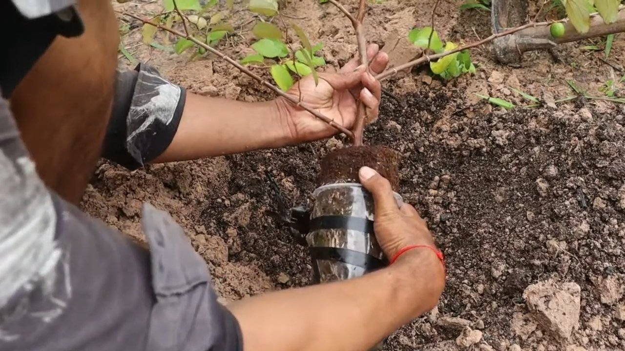 Jujube Anbau im Garten