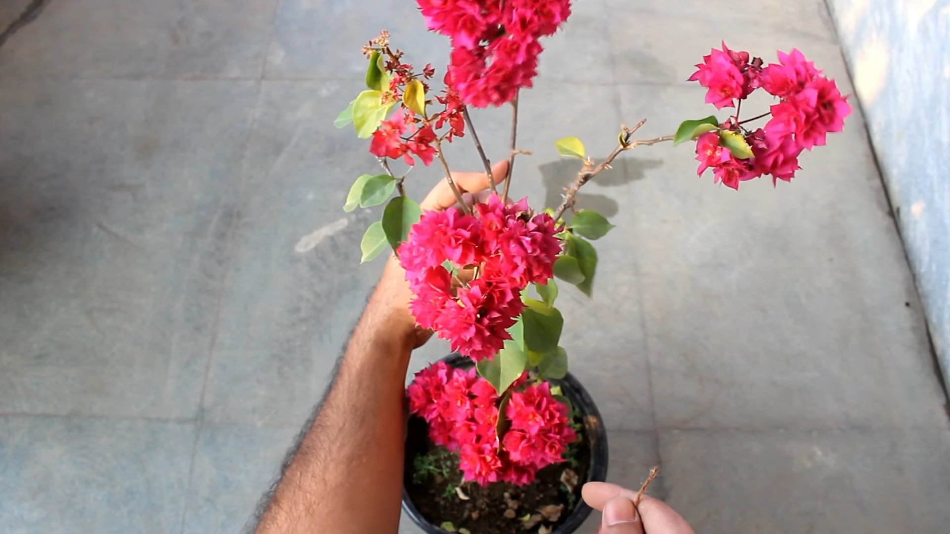 Bougainvillea Zimmerpflanze richtig pflegen