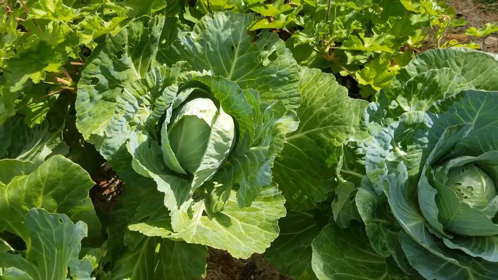 Kohl Anbau im eigenen Garten