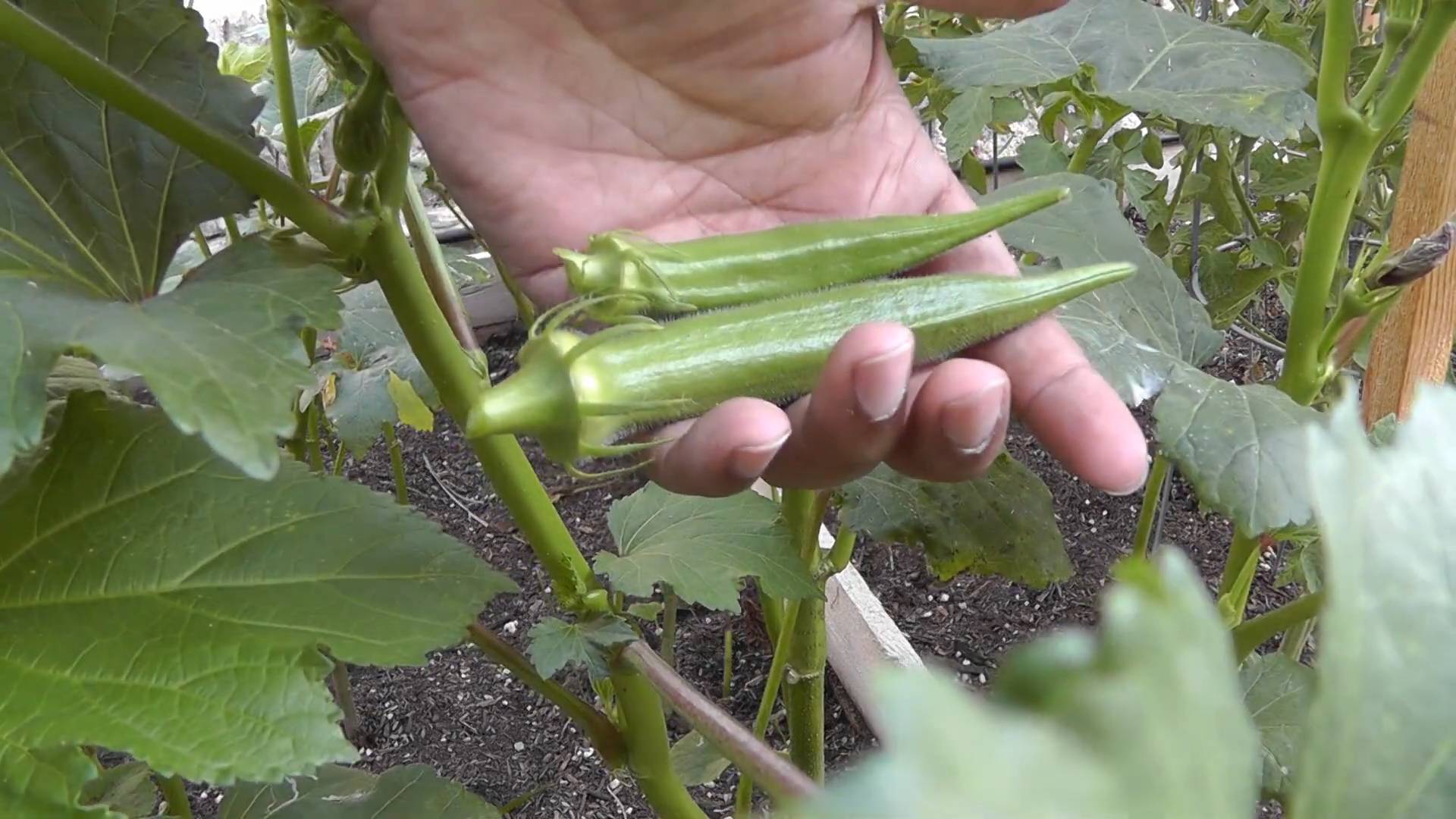 Okra Anbau im eigenen Garten